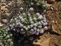 Ziziphora clinopodioides